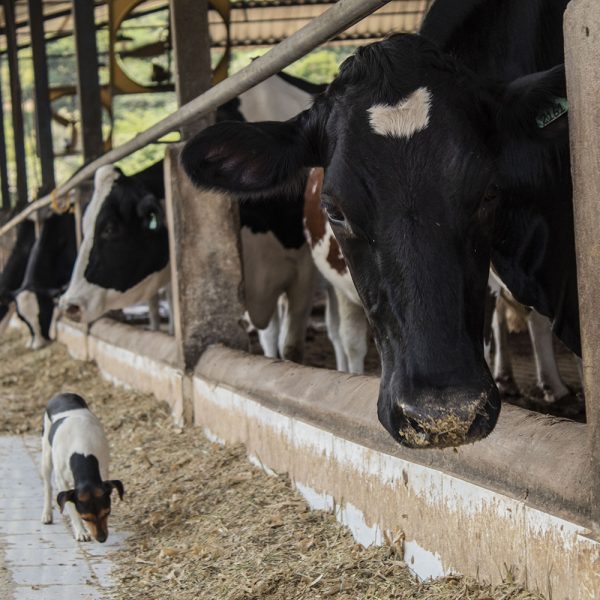 Gado Barões da Mantiqueira