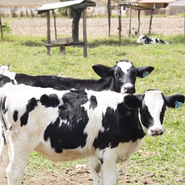 baroes-da-mantiqueira-nossa-historia-gado